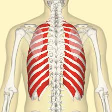 The rib cage is the arrangement of ribs attached to the vertebral column and sternum in the thorax of most vertebrates that encloses and protects the vital organs such as the heart, lungs and great vessels. External Intercostal Muscles Wikipedia