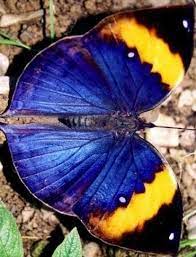 Pin De Osman Altinuc En Kelebek Mariposas De Colores Bellos Insectos Mariposas Bonitas