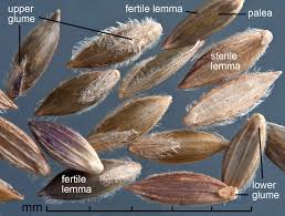 Image result for Digitaria acuminatissima
