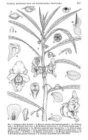 Image result for Balsaminaceae