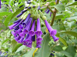 The red iochroma prefers mild daytime temperatures and cool nights. Iochroma Cyanea Plants Flower Seeds Flowers