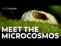 Meet The Microcosmos Youtube Single Celled Organisms Hank Green Tales From The Crypt