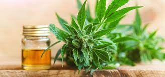We did not find results for: Cbd Oil A How To Guide For At Home Extractions Ganjapreneur