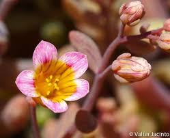 Image result for Crassulaceae