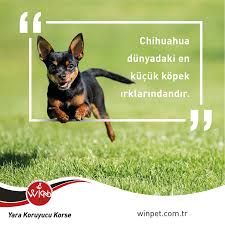 Chihuahua Nin Dunyadaki En Kucuk Kopek Irklarindan Biri Oldugunu Biliyor Muydunuz Winpet Yarakoruyucukorse Mutlupatiler W Chihuahua Kopek Biliyor Muydunuz