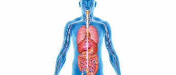 Start typing in the filter table box to find anything inside the table of all organs of the human body. How Many Organs In The Body Could You Live Without Bbc Science Focus Magazine