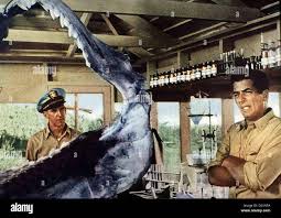 The sharkfighters hi-res stock photography and images