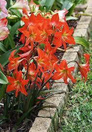 Photo Of The Entire Plant Of Amaryllis Hippeastrum Supreme Garden Posted By Bsharf All Things Plant Lily Plants Amaryllis Flowers Easy To Grow Houseplants