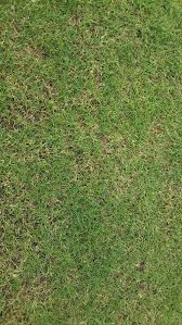 How to dethatch bermuda grass. Is This A Thatch Issue