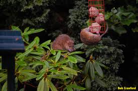 Um dude rats don't eat plants. Brown Rat