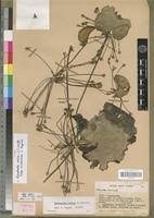 Image result for Nymphoides senegalensis