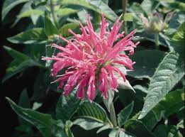 Wow does this give a flashback. Bee Balm Coral Reef A Garden Center Duluth Minnesota Plants Trees Shrubs Flowers Annuals Perennials