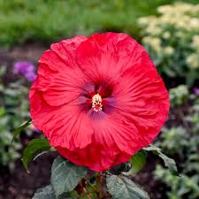Image result for Hibiscus platycalyx