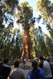 Straight grained with a medium, even texture. An Old Tree Doesn T Get Taller But Bulks Up Like A Bodybuilder Npr