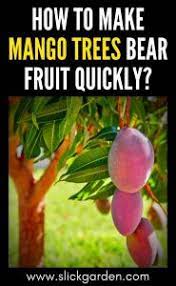 How to make mango tree bear fruit. How To Make Mango Trees Bear Fruit Quickly Slick Garden