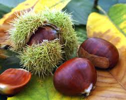 Von pfifferlingen über steinpilze bis maronen kann man sich in der pilzsaison über einen reich. Maronen Esskastanien Pflanzen Pflege Und Tipps Mein Schoner Garten