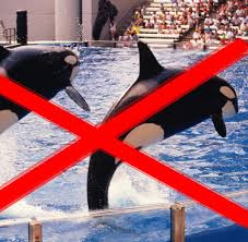 Orcas haben auch durch den kinofilm free willy viele herzen erobert. Orcas Aktuelle News Bilder Infos Welt