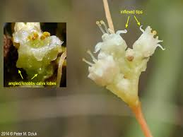 Image result for Cuscuta australis