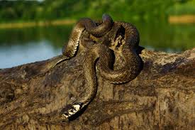 Vipera cu corn este de talie mare în comparație cu celelalte două specii ajungând. È™erpii Capitalei Fauna Cum Laude Doru Panaitescu Radio Guerrilla