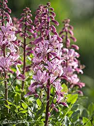 Uber Eine Gefahrliche Schonheit Im Garten Wie Sie Diptam Pflegen Amp Was Sie Uber Den Quot Brennenden Bu Brennender Busch Trockengarten Blumenwiese Anlegen