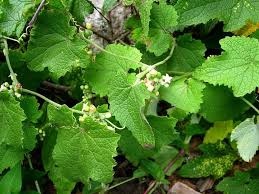 Image result for Zehneria scabra