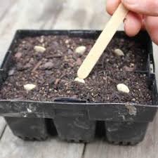 Its best to plant zucchini seeds directly into your garden. Zucchini Pod Easy Edible Gardening
