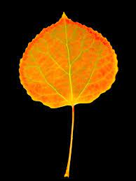 Aspen Leaf Marilyn Hunt Aspen Trees Tattoo Aspen Trees Tree Tattoo