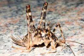 Some species of cave cricket have been known to damage clothing and curtains when they invade homes as well as stain surfaces with their waste. Meet The Camel Cricket The Infinite Spider