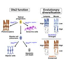 Pubblicato il in senza categoria da. Bipolar Cells Figure 12 Convergence Of Cones And Bipolar Cells Upon On And Off Center Beta Cells Webvision Ncbi Bookshelf The Lack Of Any Extension Within The Retina Information Travels