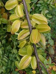 Image result for Averrhoa carambola