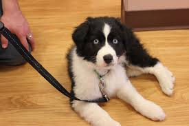 Black And White Aussie Blue Eyes All Australian Shepherds All The Time Photo Australian Shepherd Working Dogs Aussie Puppies