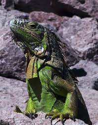 Green Iguanas Share Traits With Galapagos Cousins Green Iguana Colorful Lizards Iguana