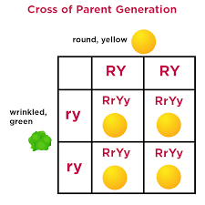Punnett squares measure the probability or likelihood. Dihybrid Crosses Definition Examples Expii