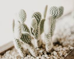 Sunlight + water + carbon dioxide è oxygen, water, glucose. How Are Desert Plants Adapted To Survive In A Desert Cactusway
