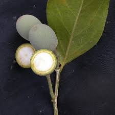 Image result for Opilia amentacea