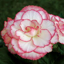 Image result for Begonia clypeifolia