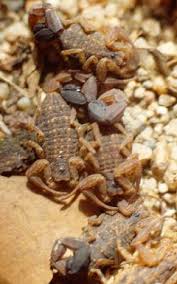 1) all arthropods possess a jointed exoskeleton composed of a polysaccharide, chitin, secreted by the epidermis. Tityus Columbianus In A Gregarious Position Download Scientific Diagram