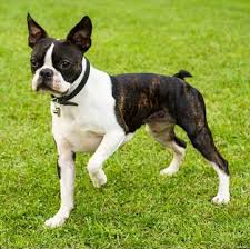 Bringing smiles to families since 2011. Boston Terrier Puppies For Sale Adoptapet Com