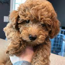 Goldendoodles Teacup Goldendoodle Puppies Precious Doodle Dogs Goldendoodle Puppy Teacup Goldendoodle Toy Goldendoodle
