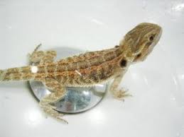 Bearded dragons are reptiles that live in the deserts, woodlands, and shrub lands of australia, and even though some bearded dragon species come from if you want to give your bearded dragon a bath, grab a plastic bin or kiddie pool, because bearded dragons often defecate while bathing. How To Bathe A Bearded Dragon Bearded Dragon Care 101