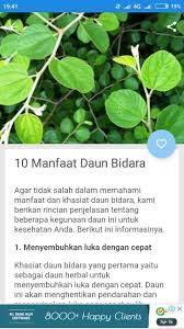 Bidara obat santet call 081703927645. Cara Menggunakan Daun Bidara Sebagai Obat Fur Android Apk Herunterladen