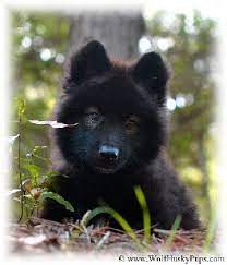 Florida Wolf Cross Puppies For Sale Wolf Dog Wolf Puppies