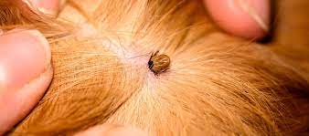 What do american dog ticks look like: Ticks How To Tell If Your Dog Has A Tick