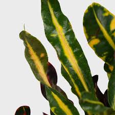 Image result for Codiaeum