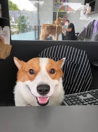 From shelters, to pet foster homes, to veterinary associations and more, your. Facebook