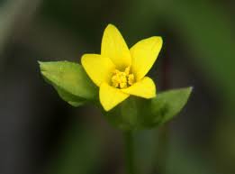 Image result for Sebaea