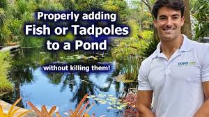 Using chlorine in the pond water will not only remove algae and bacteria, but it will also kill tadpoles. Introducing Koi Goldfish Tadpoles And Snails To The Pond Or Water Garden Pond Megastore Youtube