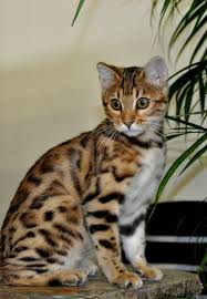 Observing the bengal cat in motion is the best way to appreciate its unique combination of strength and elegance. Pin On Bengal