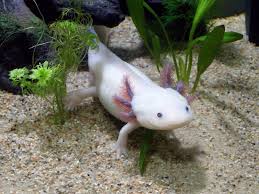 Amphibians are ectothermic, tetrapod vertebrates of the class amphibia. How To Keep Your Exotic Pet Happy Amphibian Edition The Tye Dyed Iguana Reptiles And Reptile Supplies In St Louis