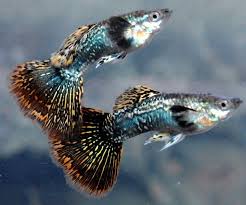Pin By Vlad On Aquarium Stocking Guppy Fish Betta Fish Guppy